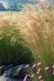 Stipa tenuifolia